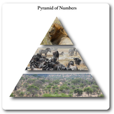 Pyramid of numbers, ecosystems